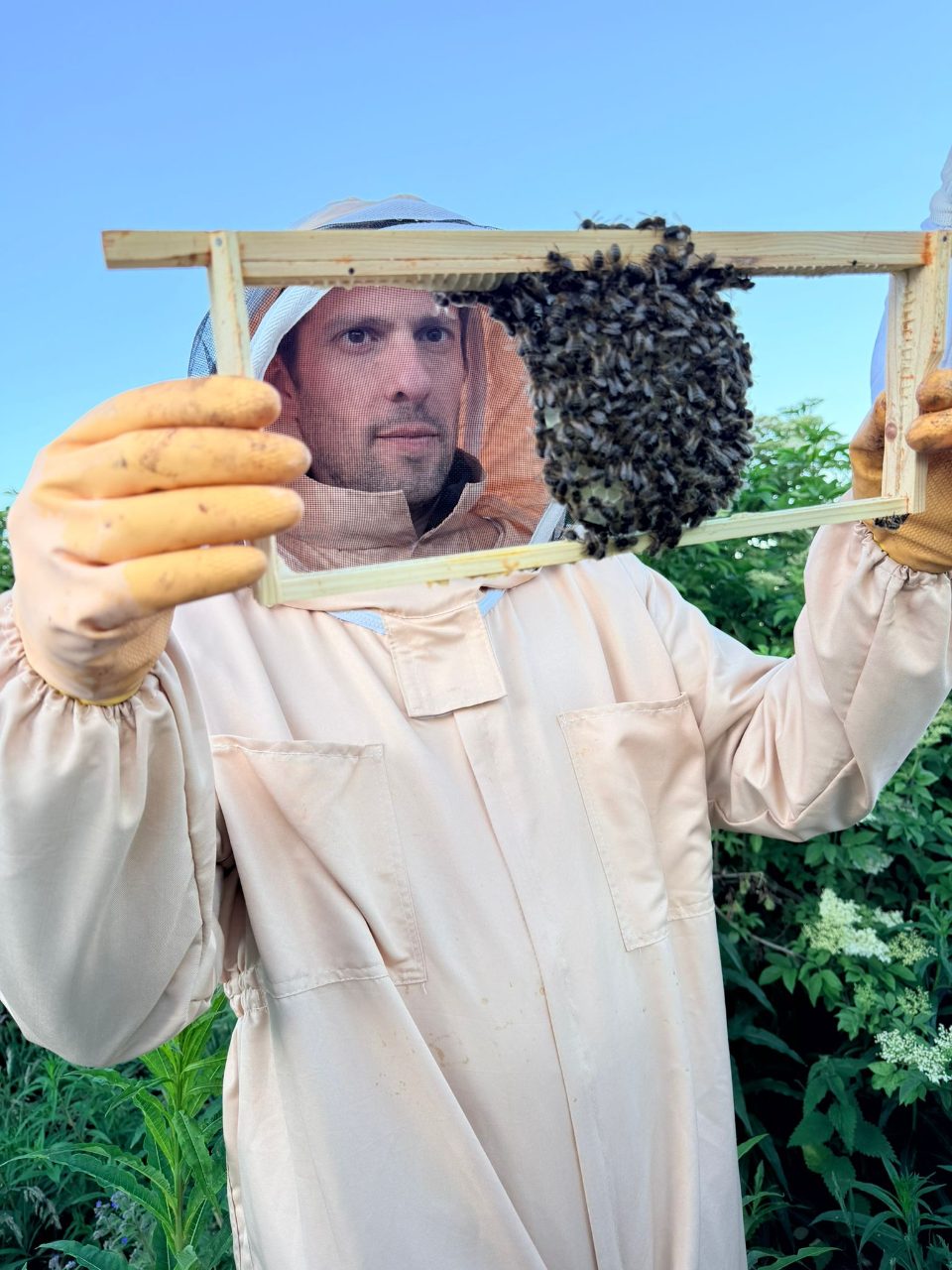Byron inspecting a frame of bees