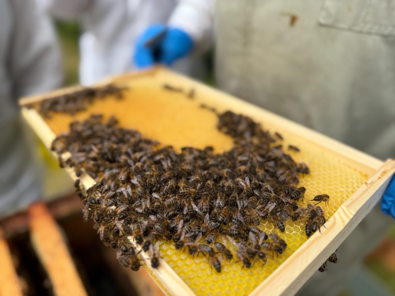 Frame of honey bees on comb