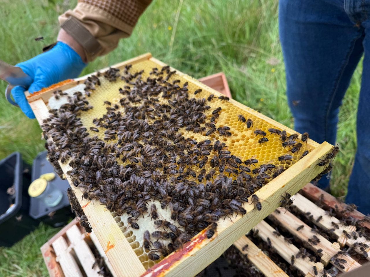 Beekeeper holding a brood frame