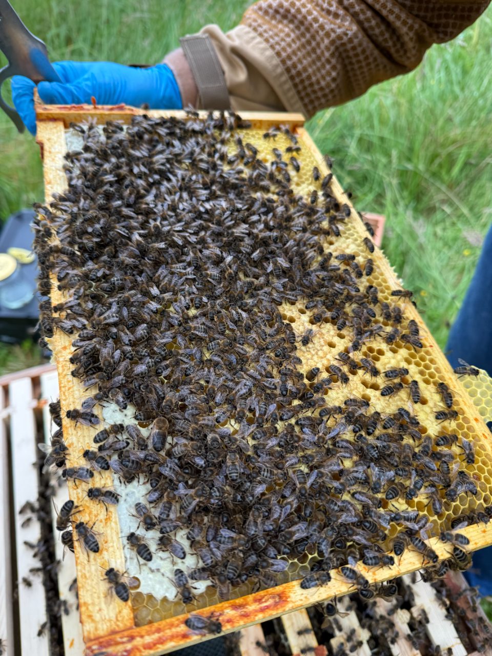 Beekeeper inspecting a frame at sunset