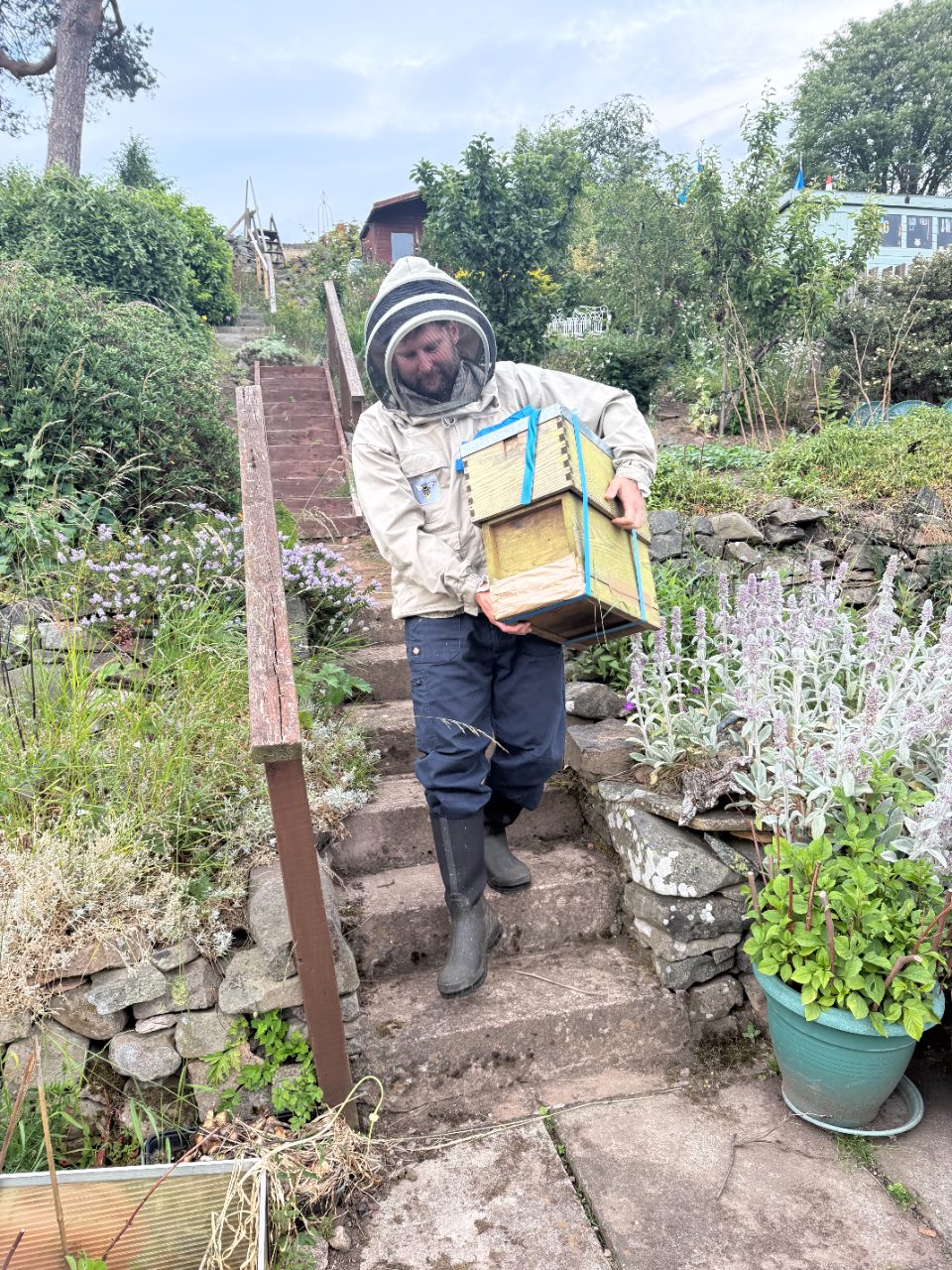 Honey frame held over hives in the field