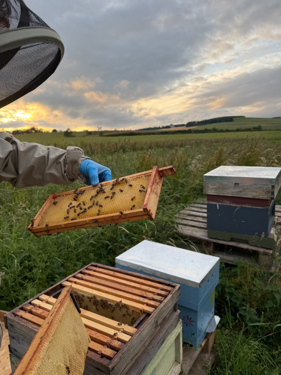 Dense frame of bees close up