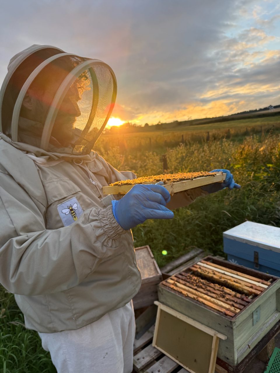 Frame of comb and bees