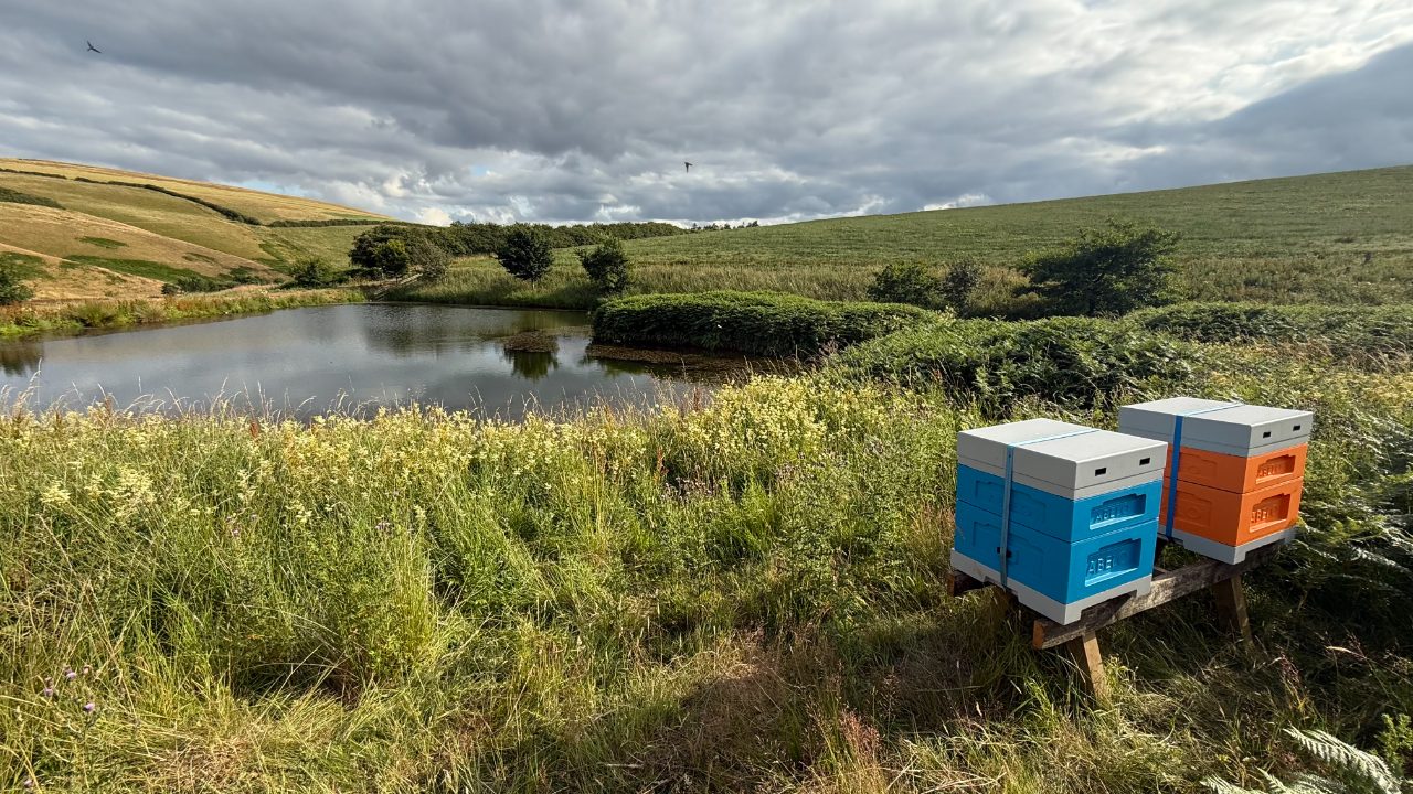 Hives beside a pond in the apiary