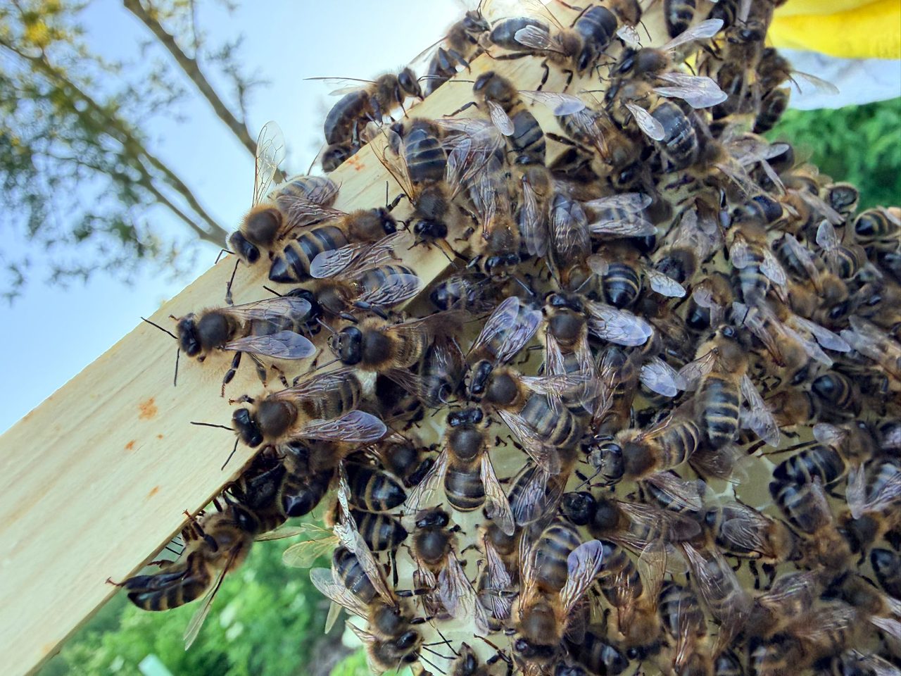 Close-up of honey bees on a frame